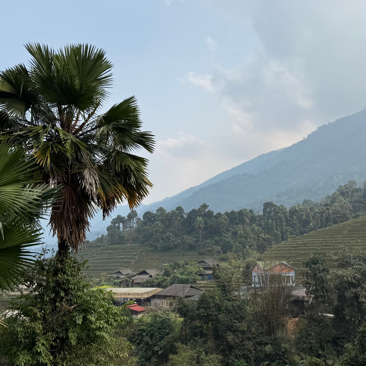 Suoi Giang Old Tree Snow Tea (Tea made from only new buds) 15g