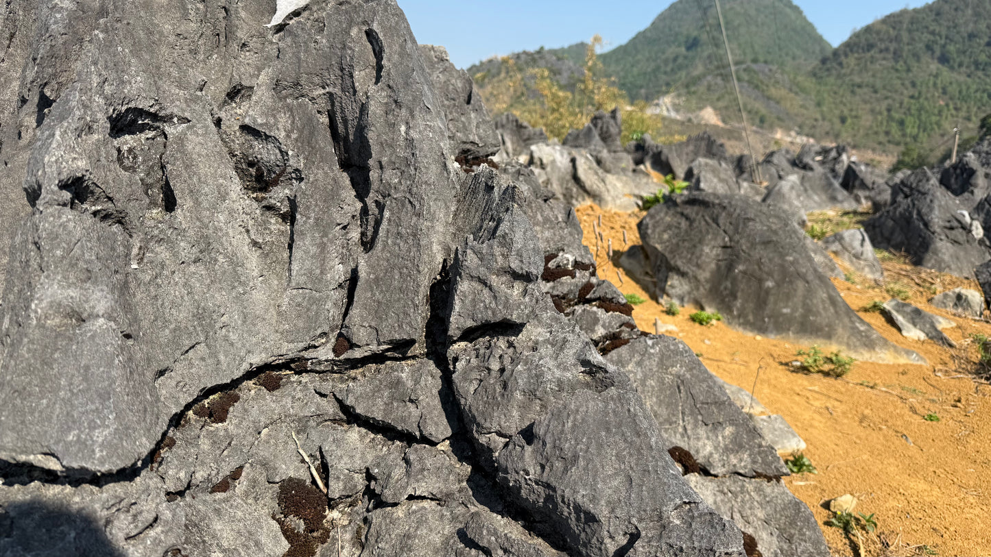Sin Chai Raw Pu-erh Tea 15g