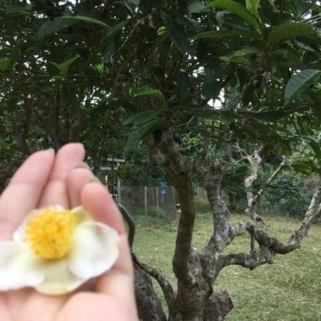 スオイザン古樹 雪茶 (新芽だけを摘んだお茶)30g