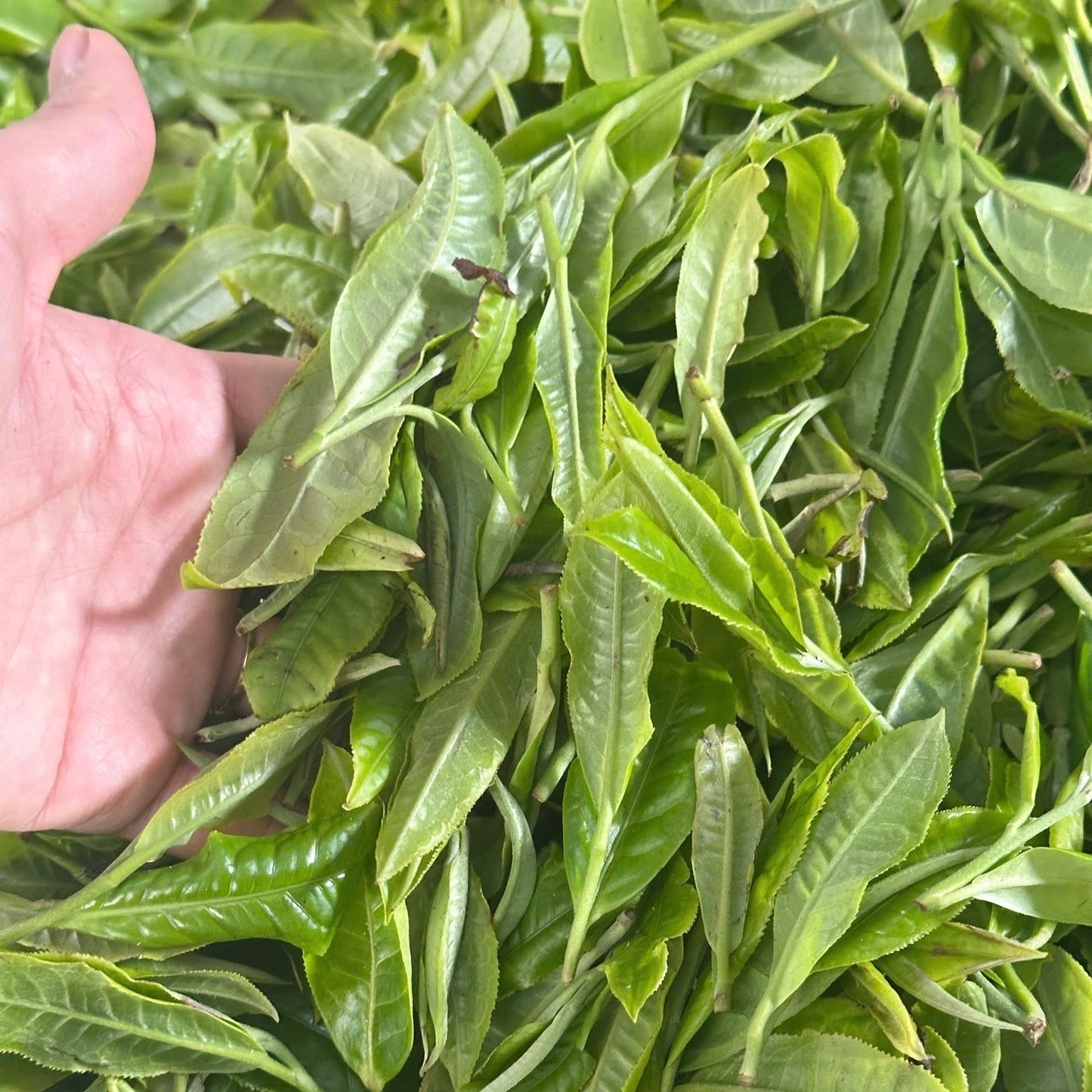 シンチャイ 緑茶（晩茶） 30g